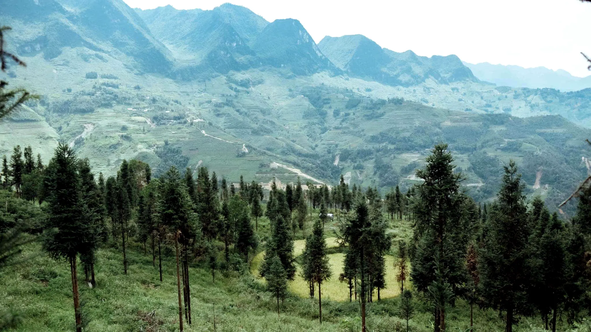 Yen Minh Pine Forest